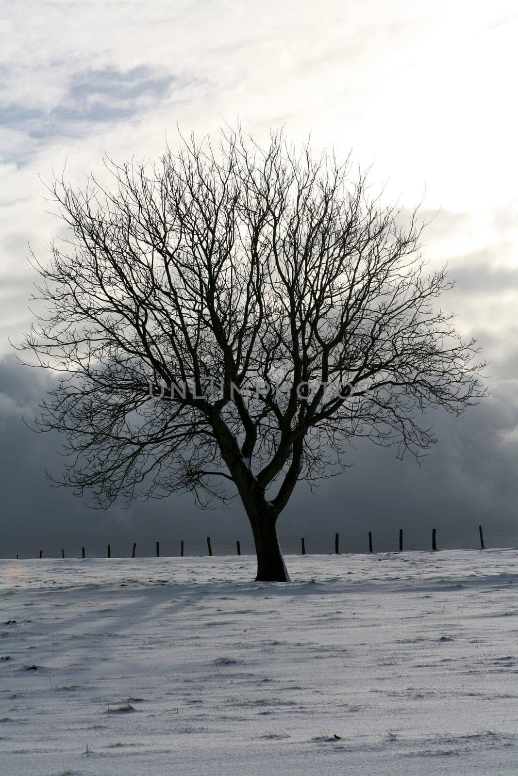 Deciduous tree in winter
