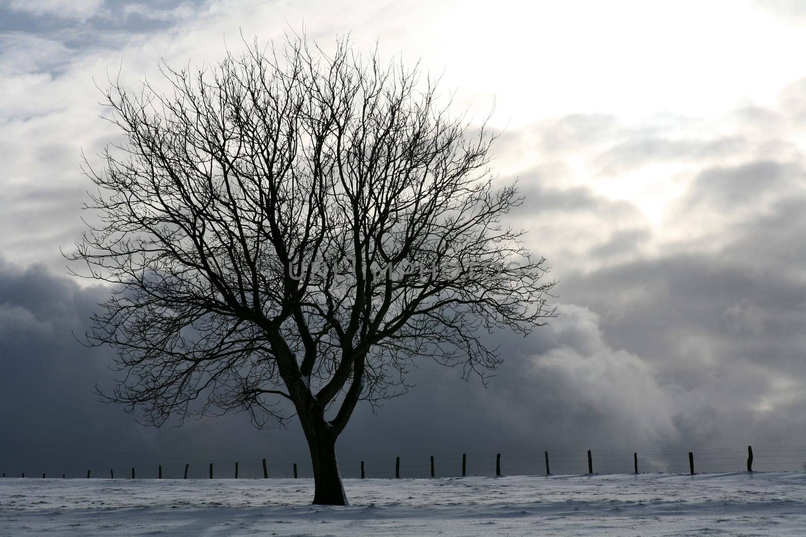 Deciduous tree in winter