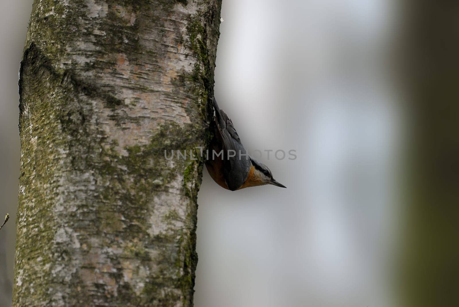 Nuthatch