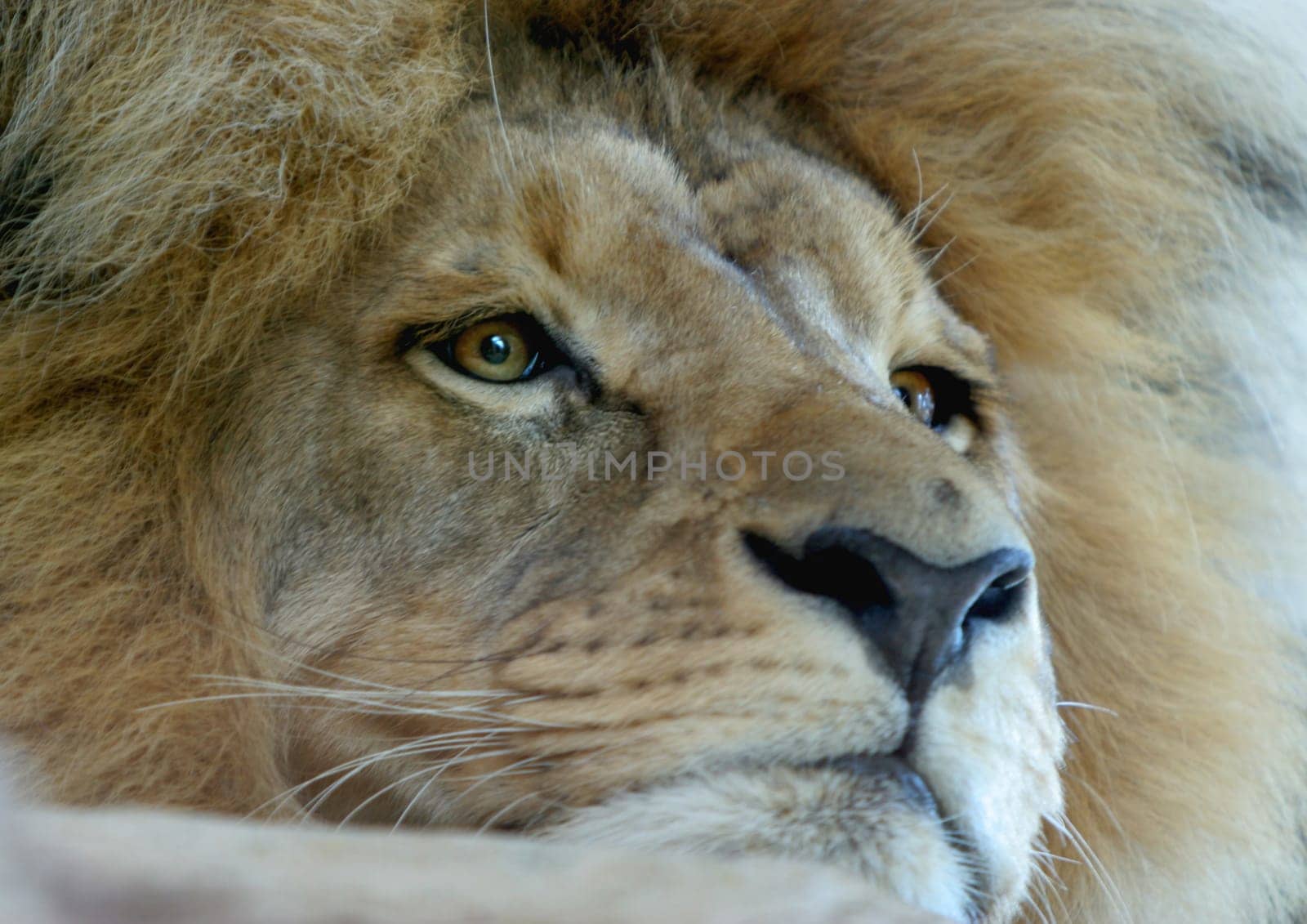 Lion portrait