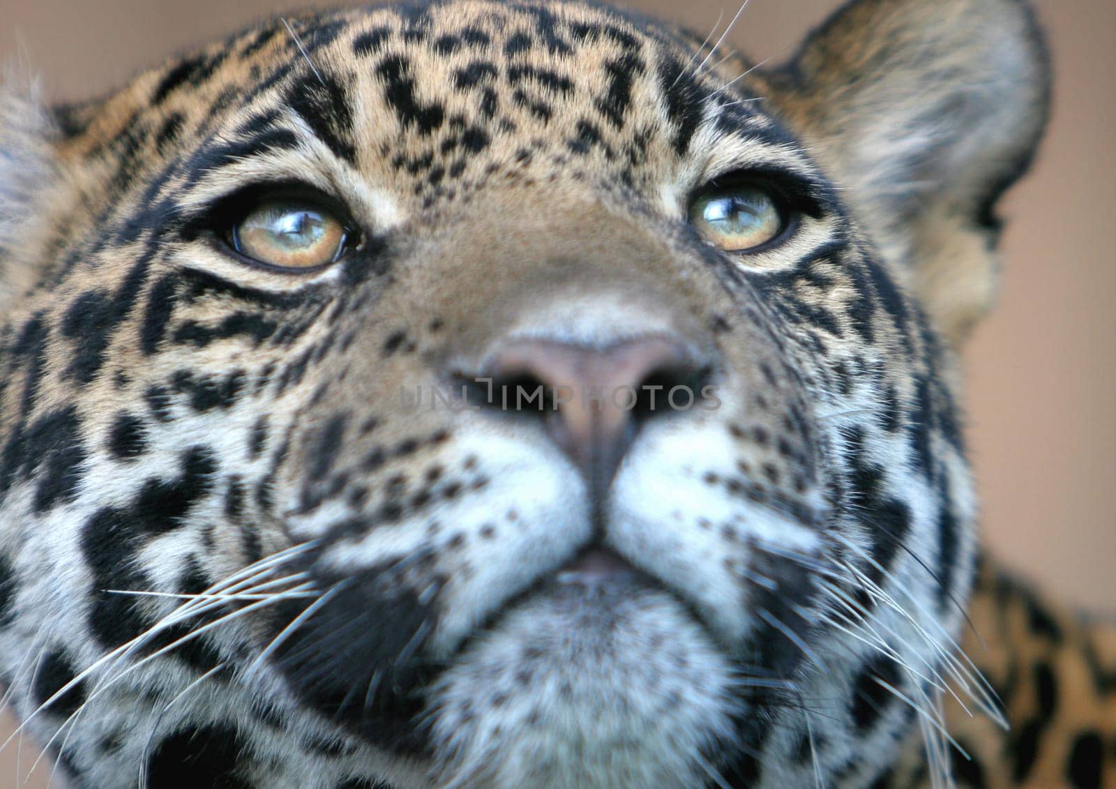 Predator