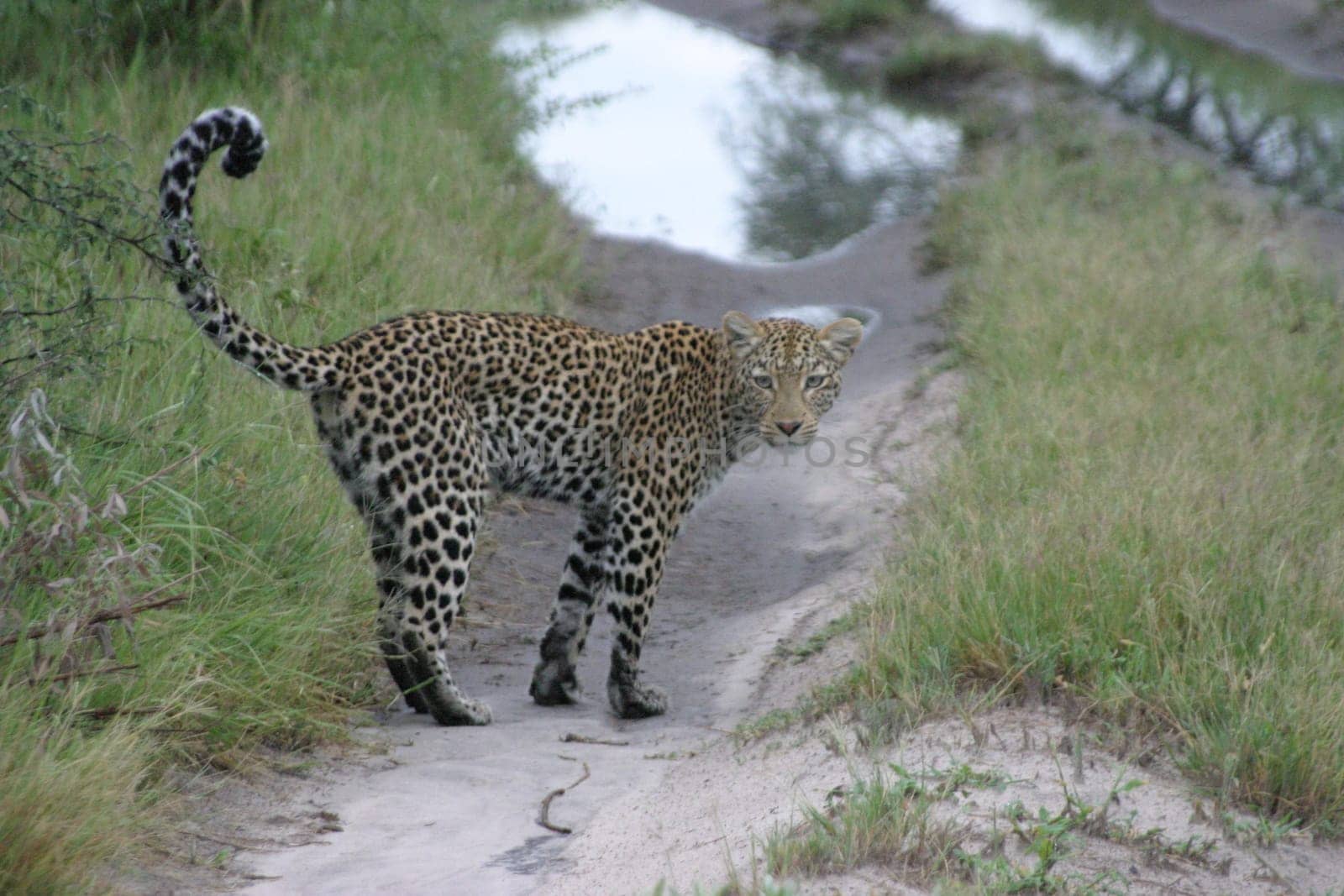 Okavango Delta 2005