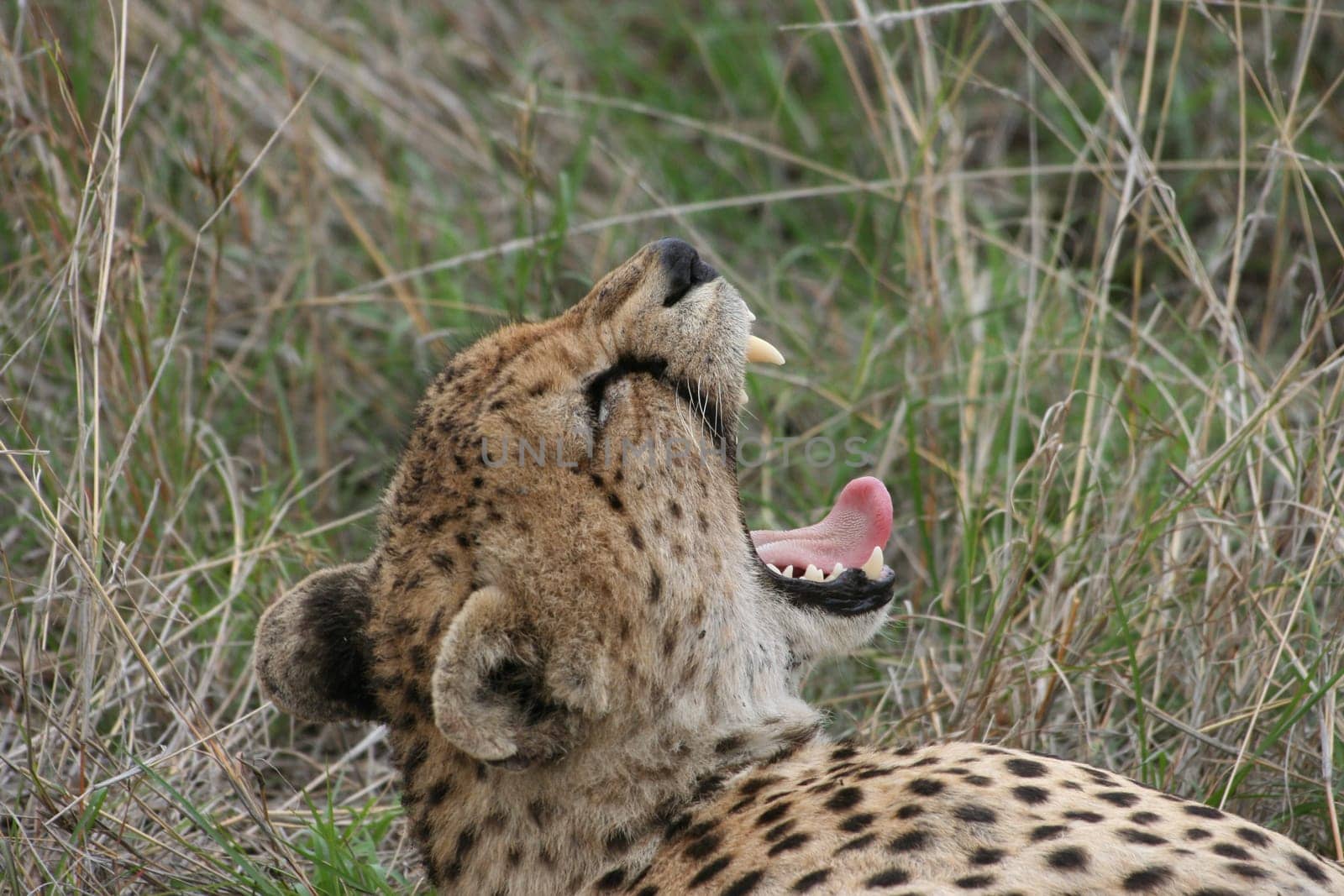 2006 Serengeti