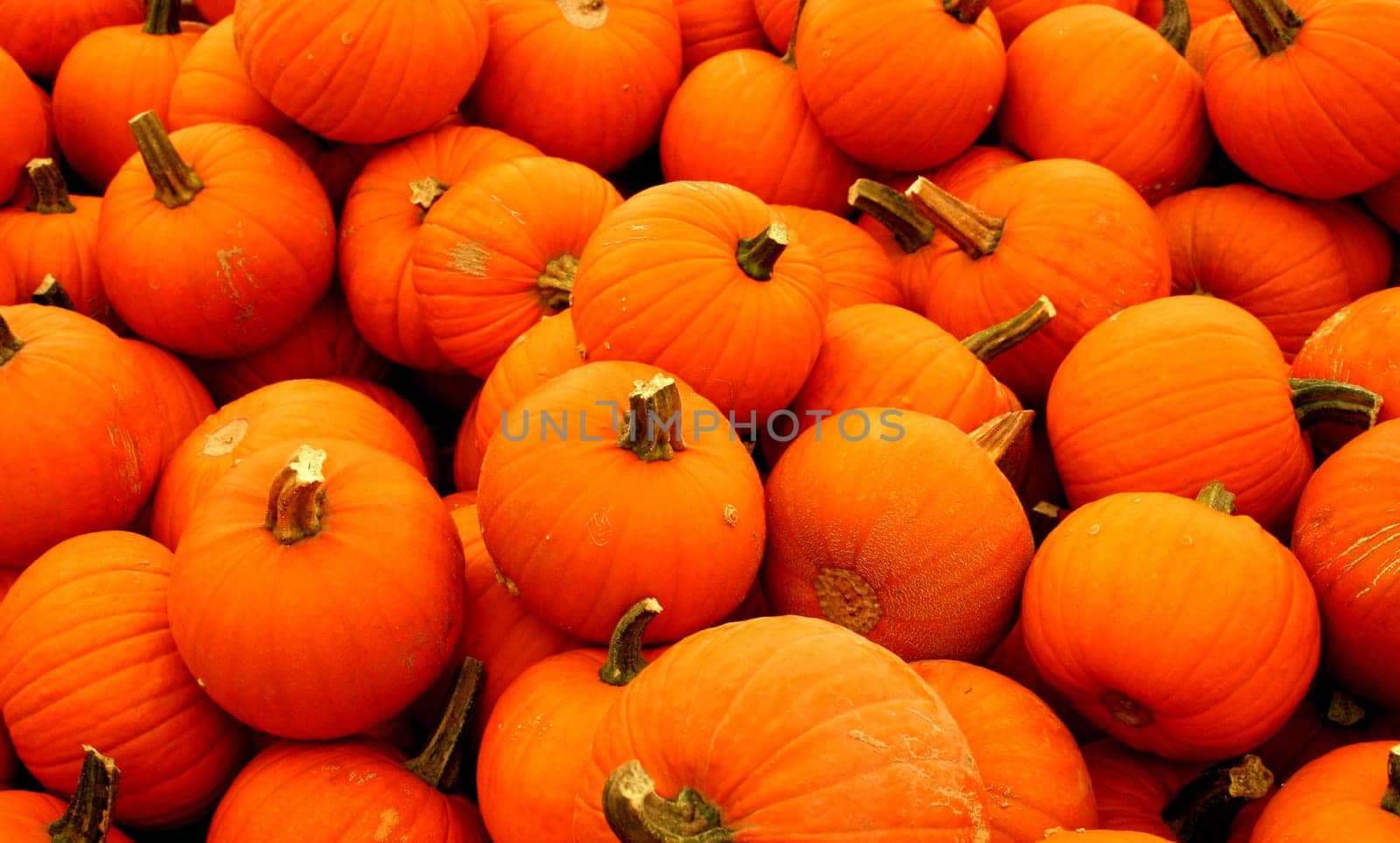 Autumn messengers