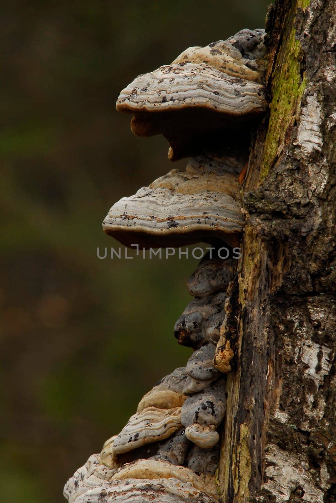 ... by parasitic tree fungi,e.g. porlings or tinder fungus