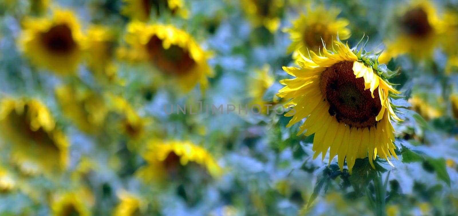 Sunflowers