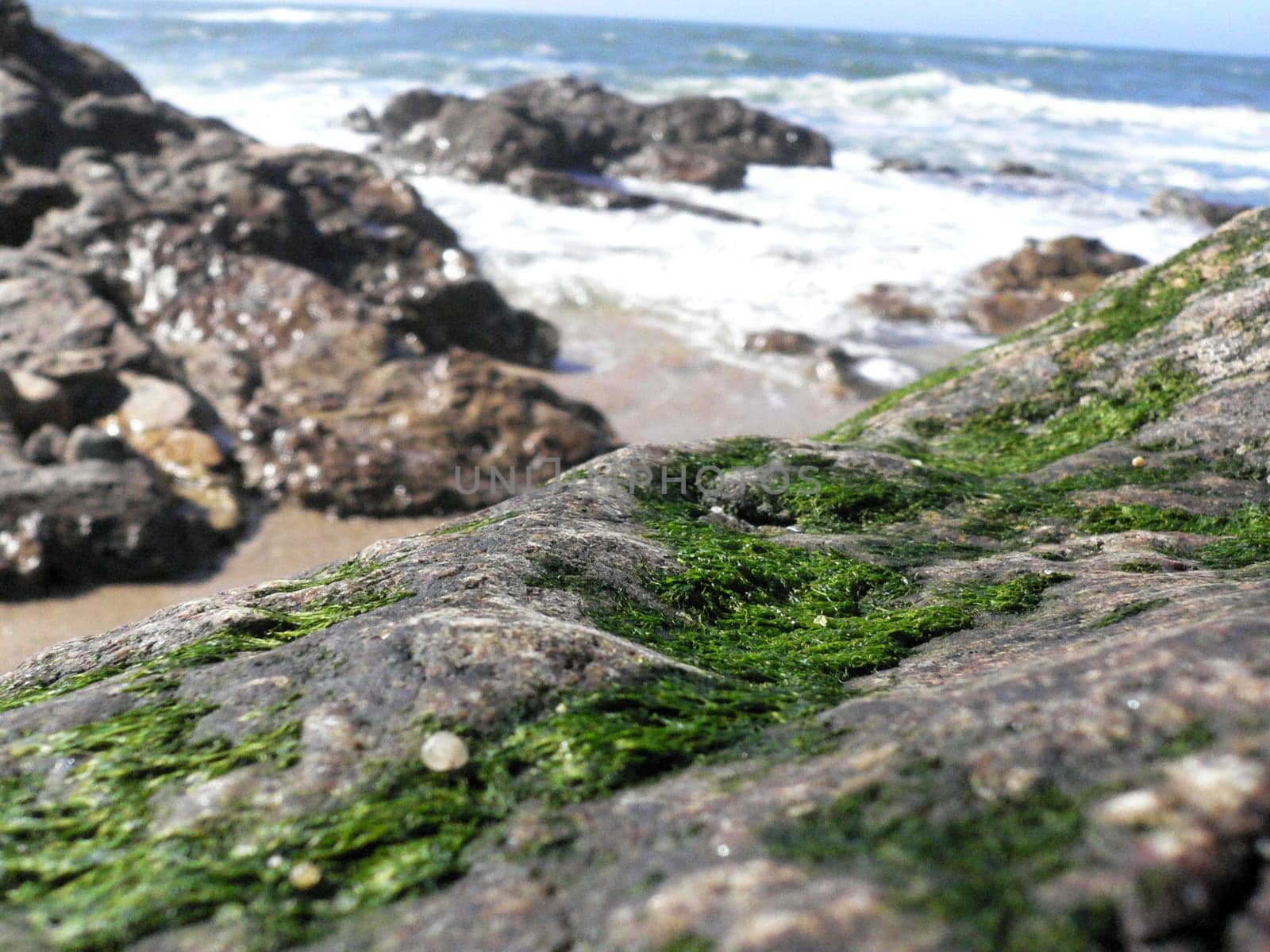 Sea Whispers