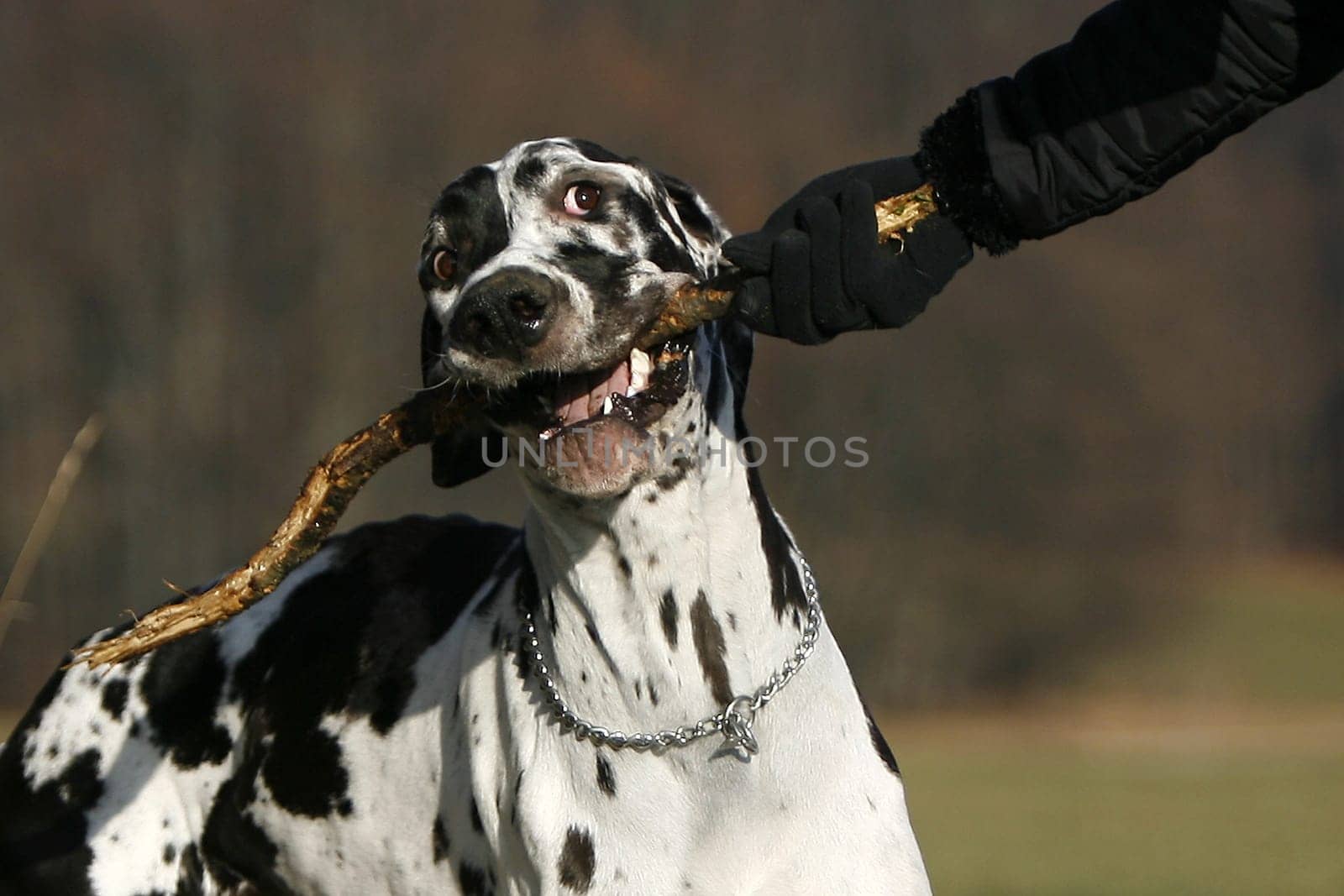 Great Dane Wilson playing