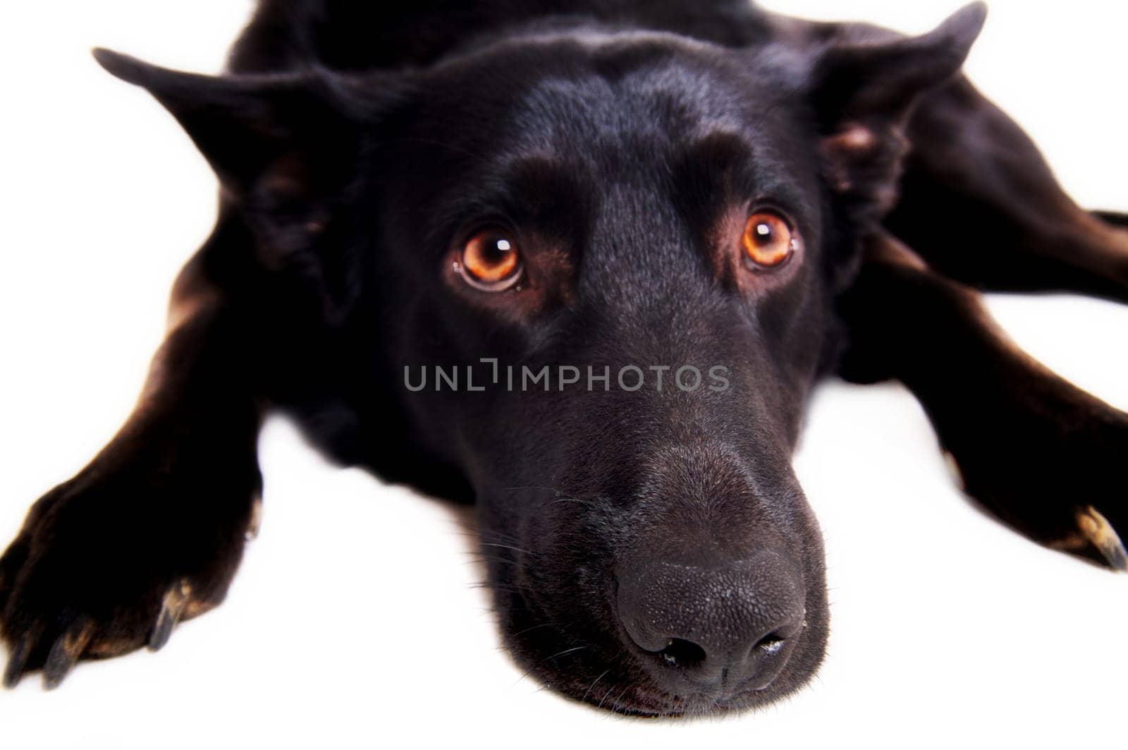 When is the treat available?