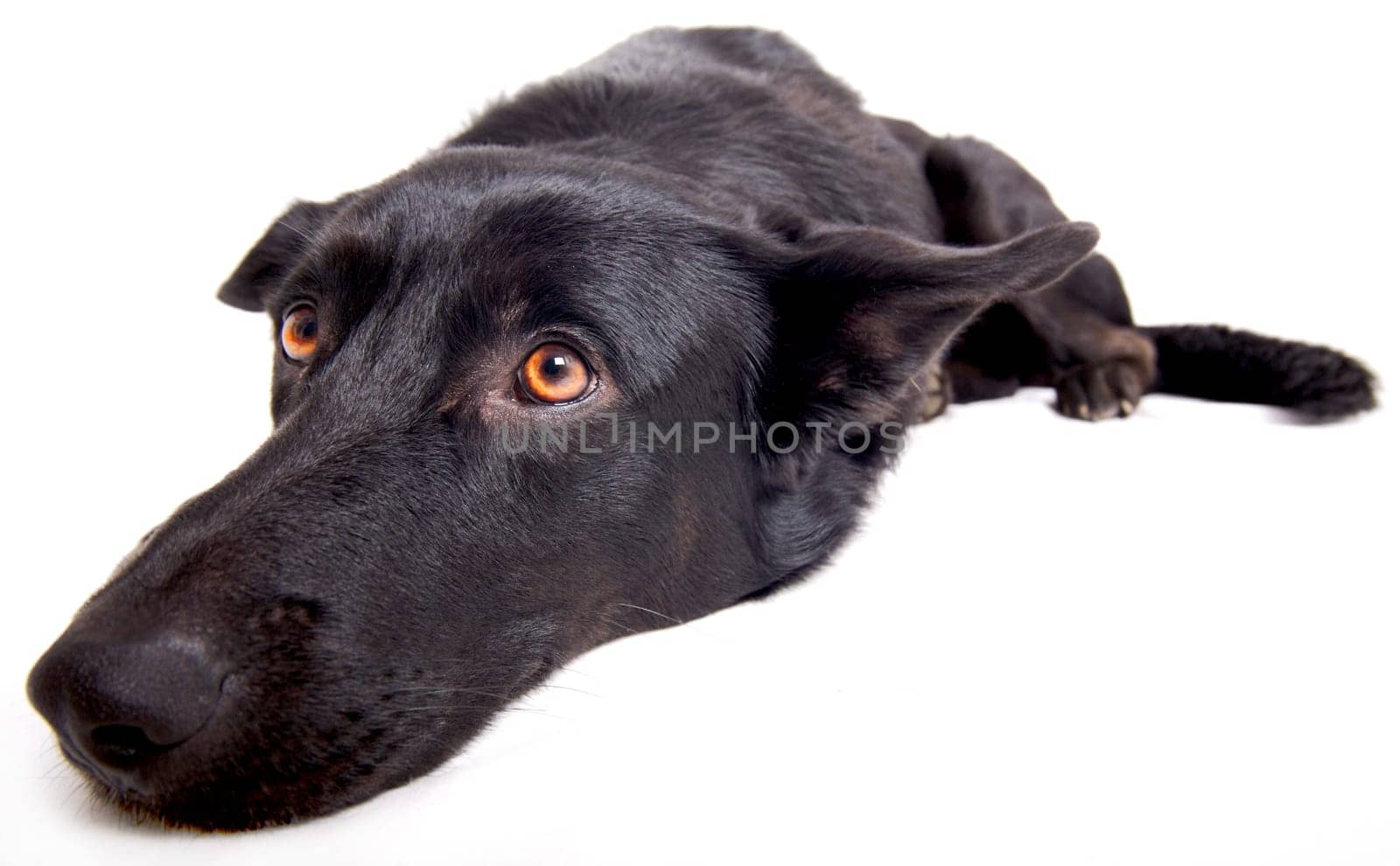 Snout XXL