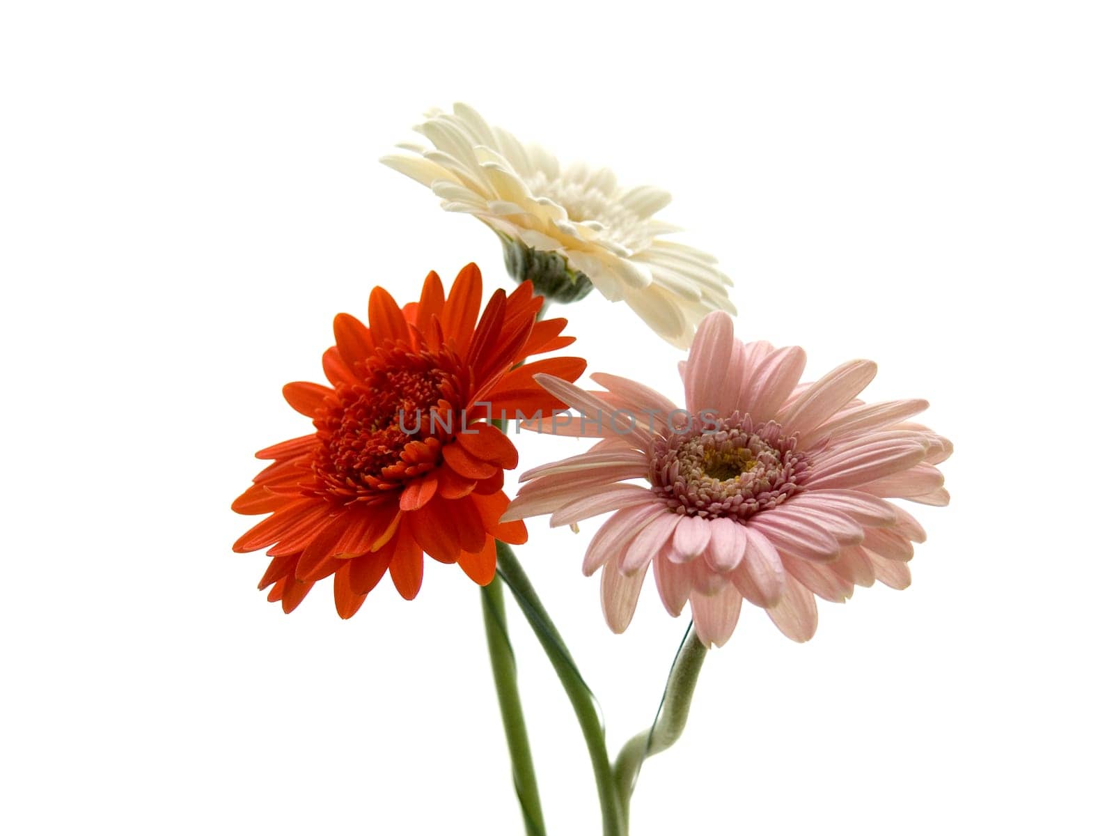 Gerbera bouquet