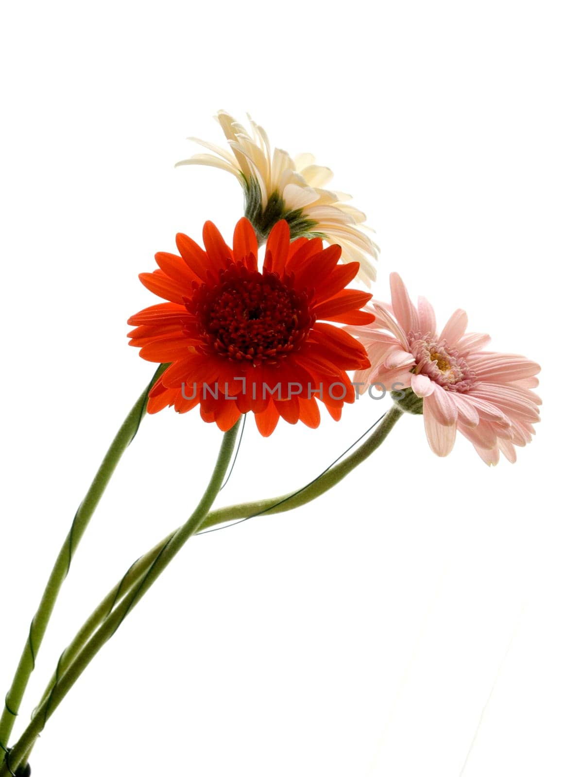 Gerbera bouquet