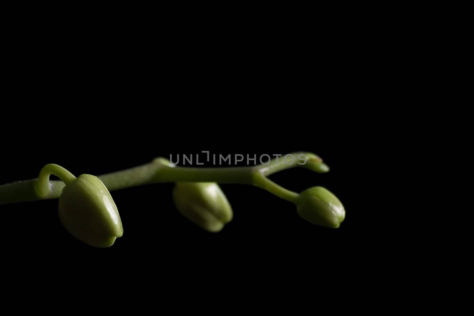 Buds of an orchid