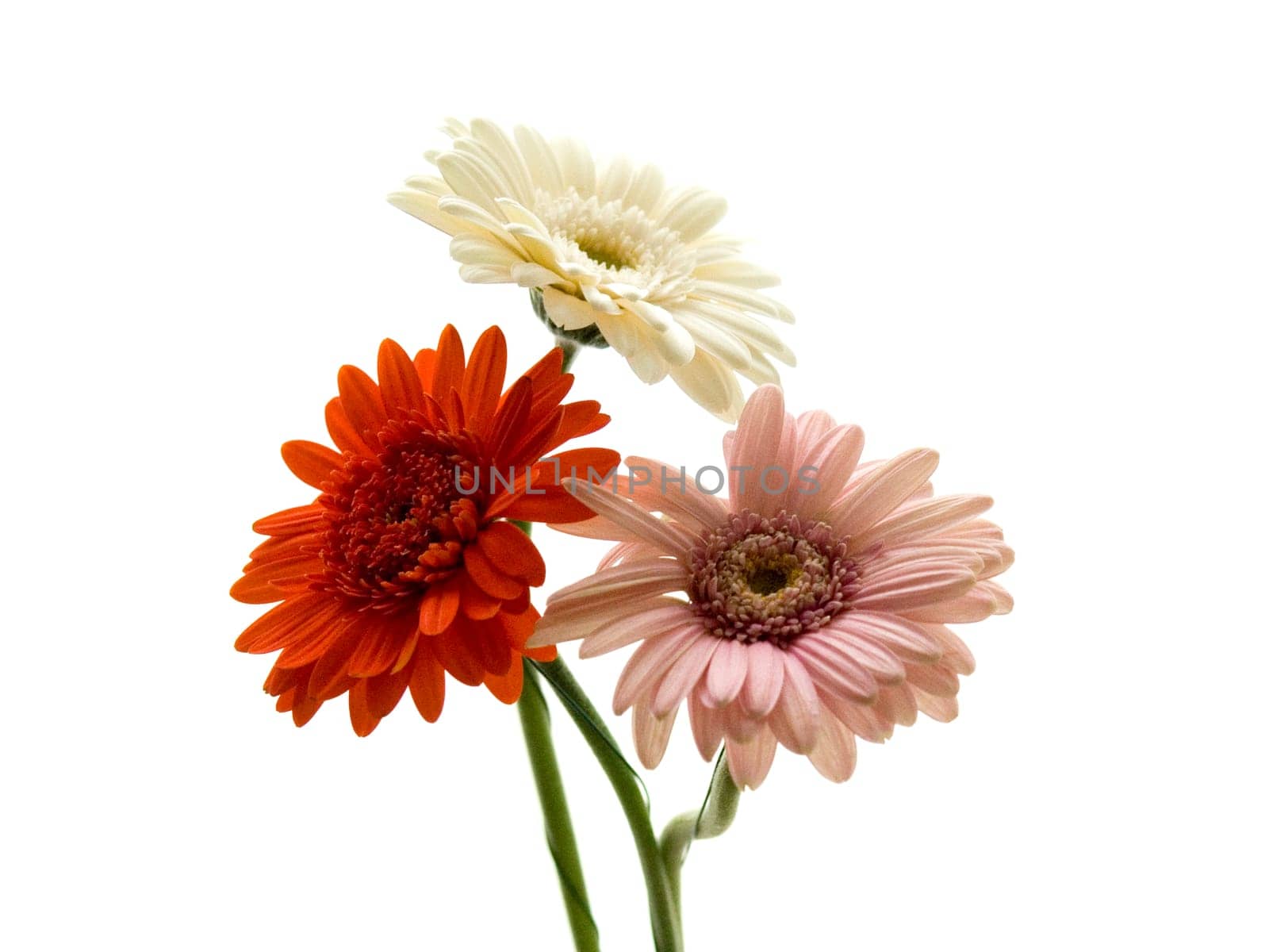 Gerbera bouquet