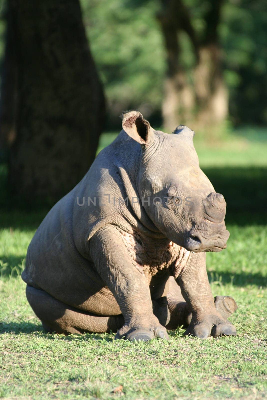 2007 in South Africa (near Hluhluwe),group of 6 rhinos,the little guy is about 4 months old. Stalked on foot at about 15 m.