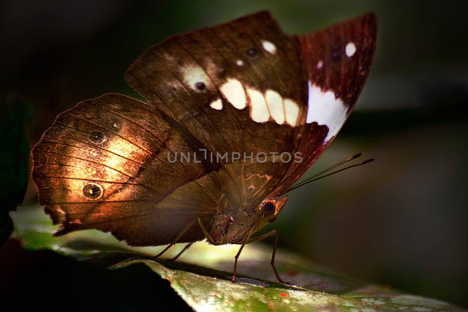 Butterfly from the rainforest of southern Cameroon