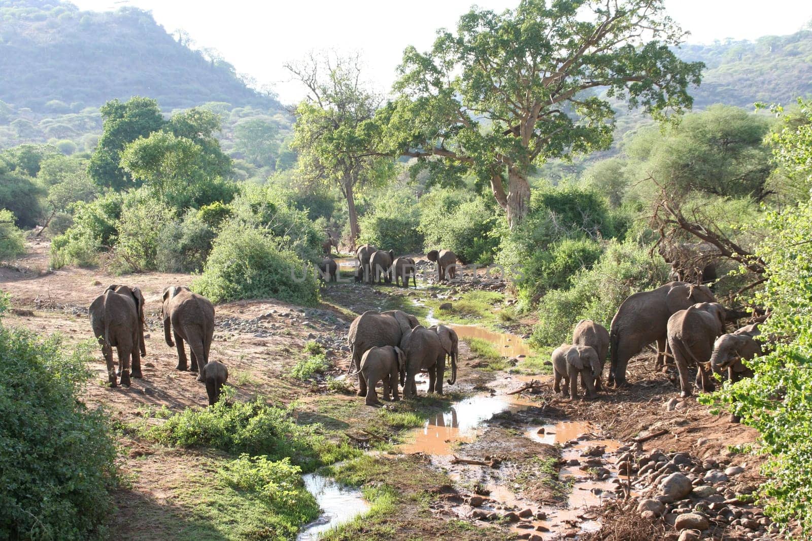 2006 Lake Mayara (Tanzania)