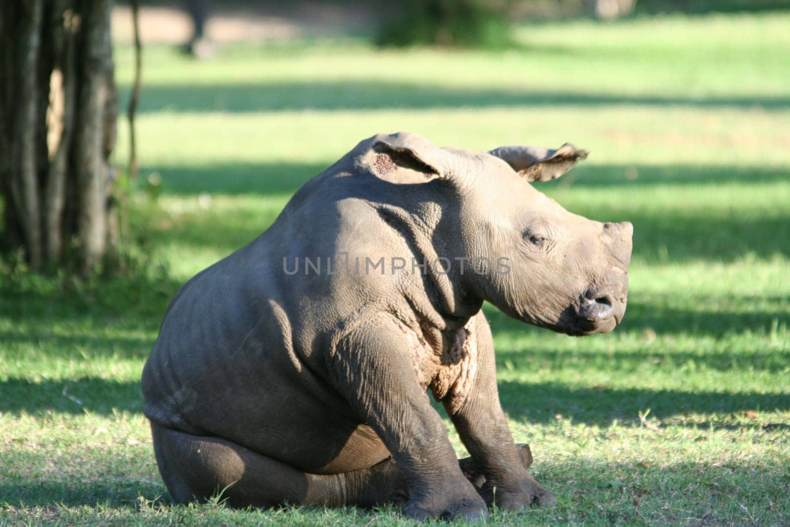 2007 in South Africa (near Hluhluwe),group of 6 rhinos,the little guy is about 4 months old. Stalked on foot at about 15 m.