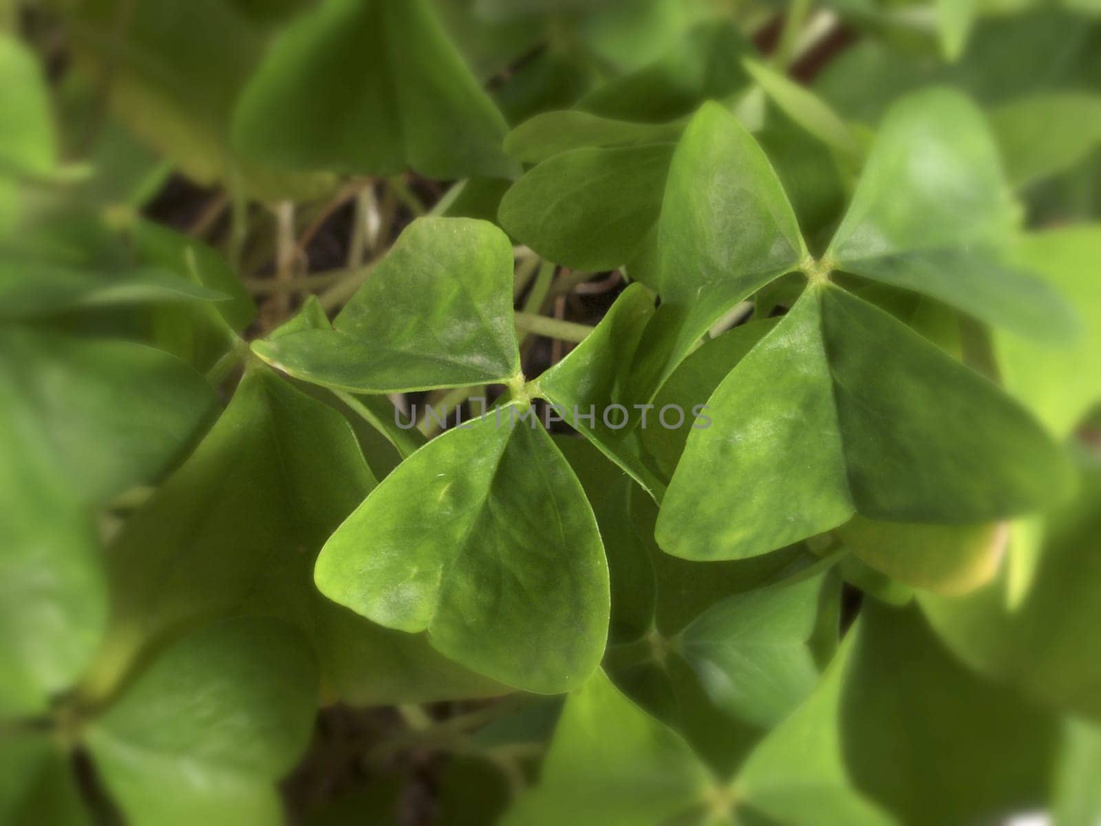 Clover