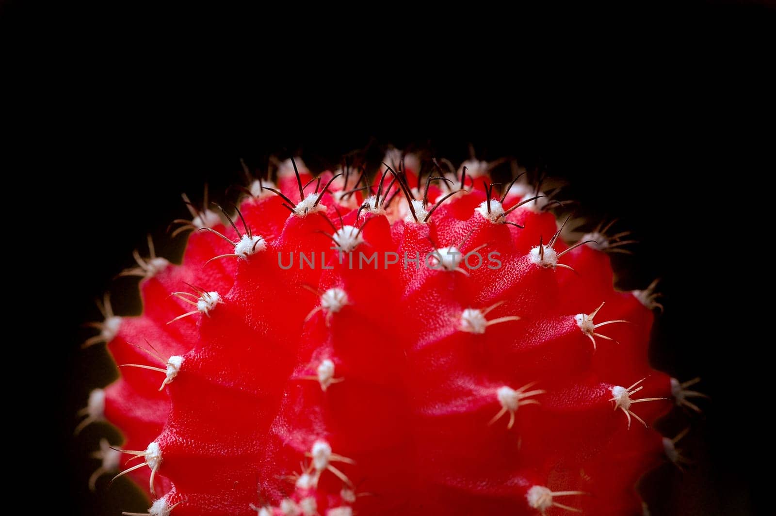 red cactus