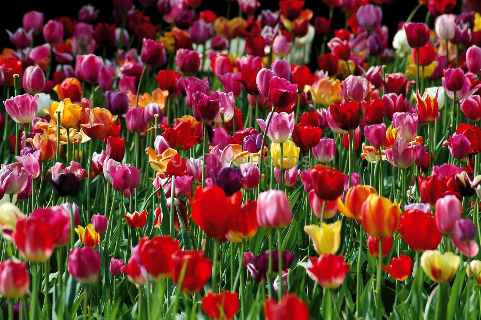 Tulip field