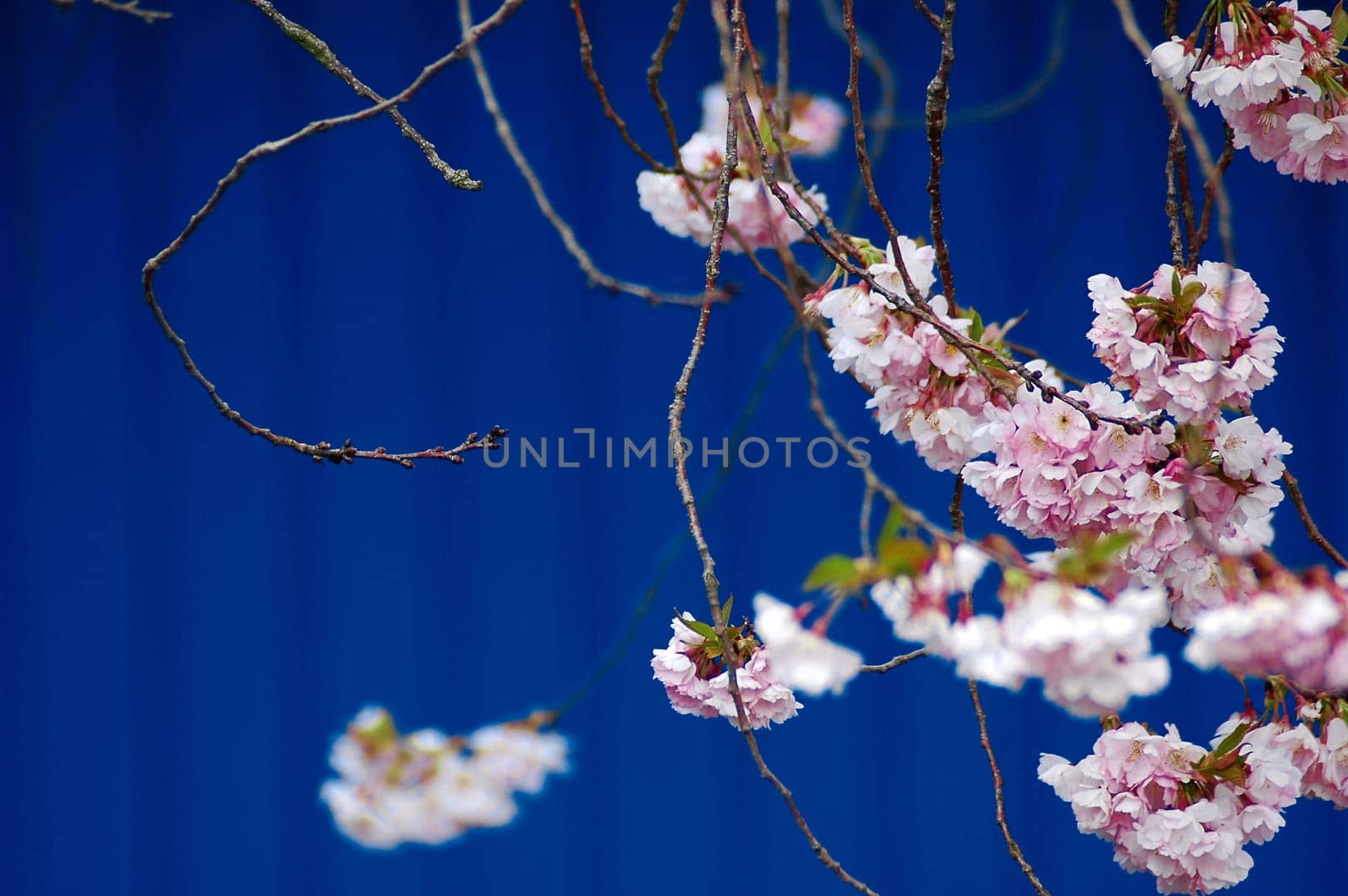 Cherry blossom