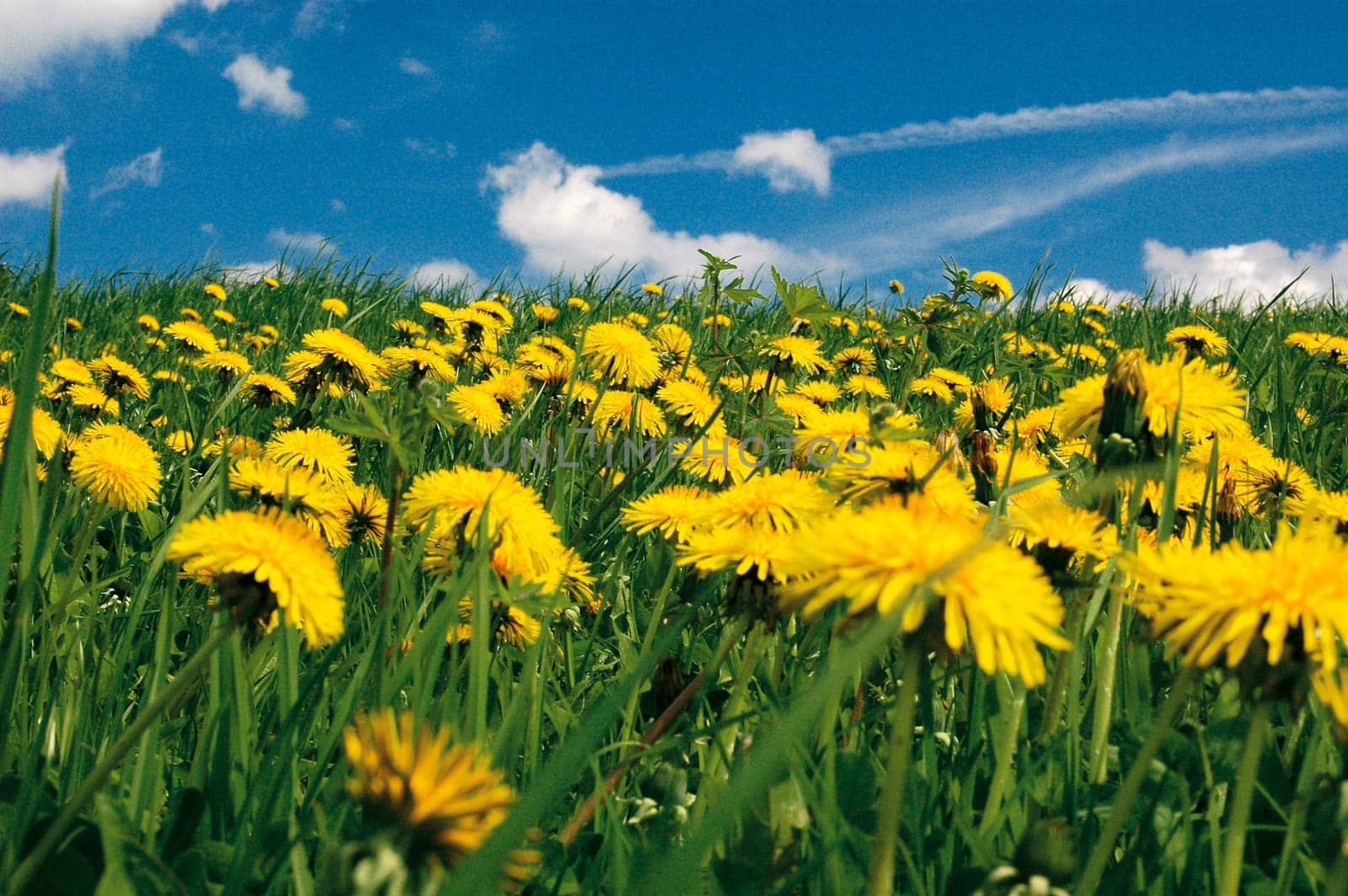 Spring