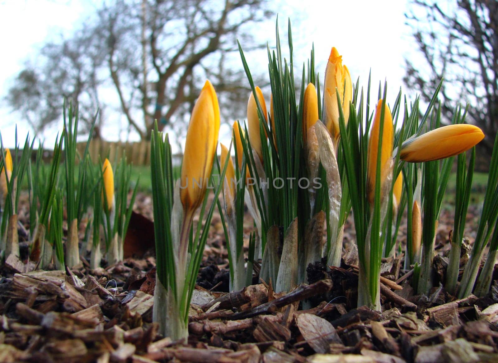 Heralds of spring
