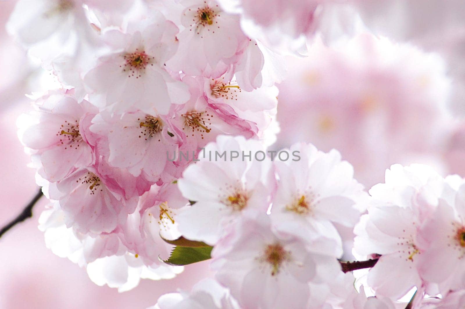 pink cherry blossoms