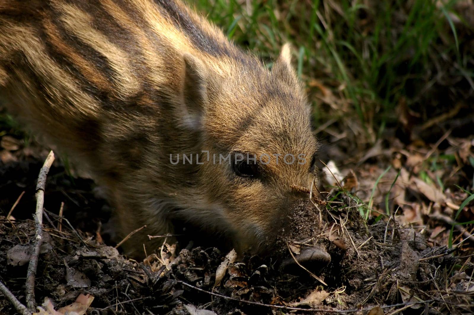 young boar