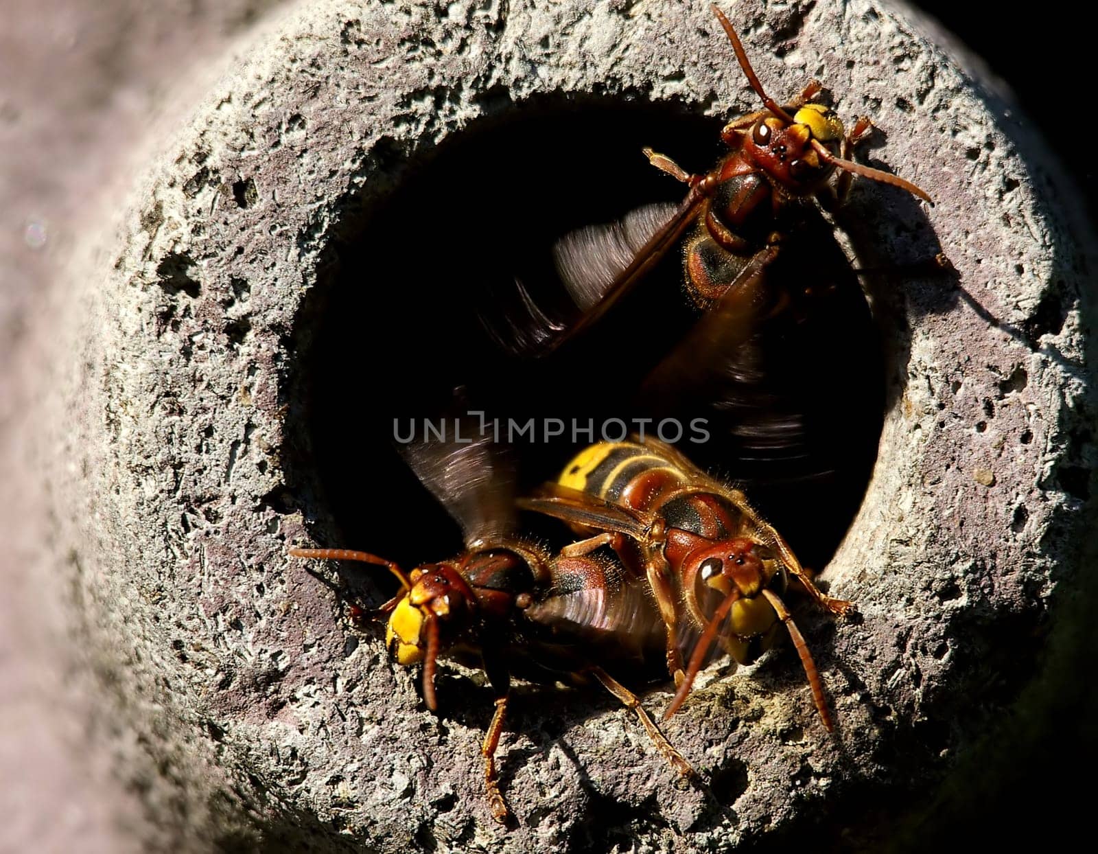 Hornets