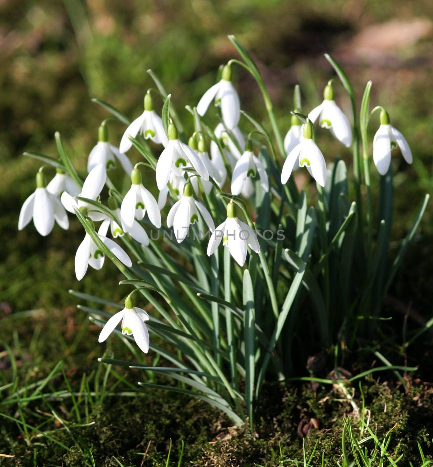 A little spring greeting...