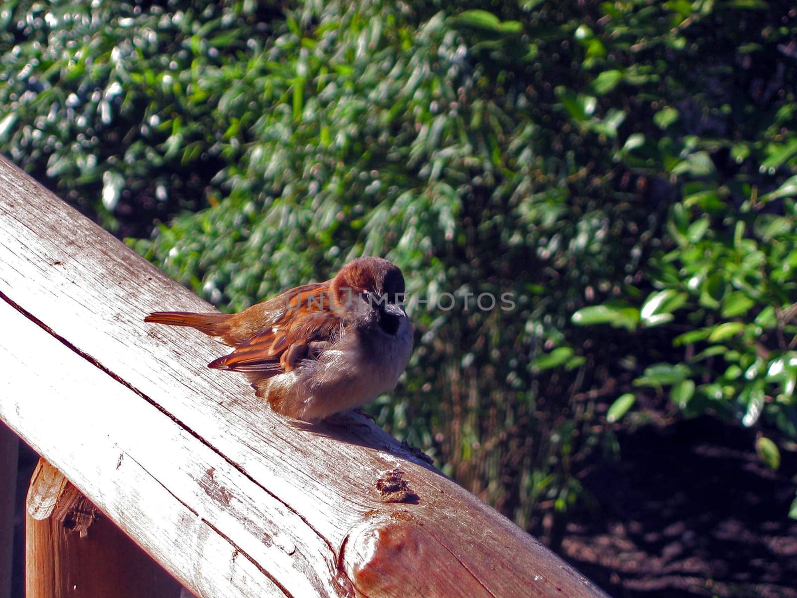 Sparrow