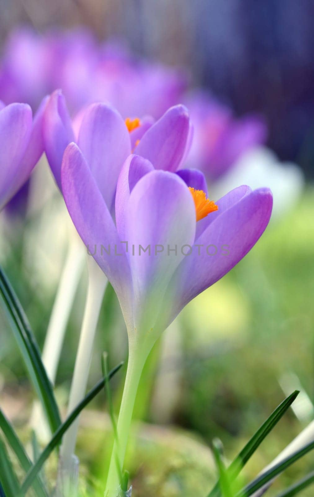Harbinger of spring