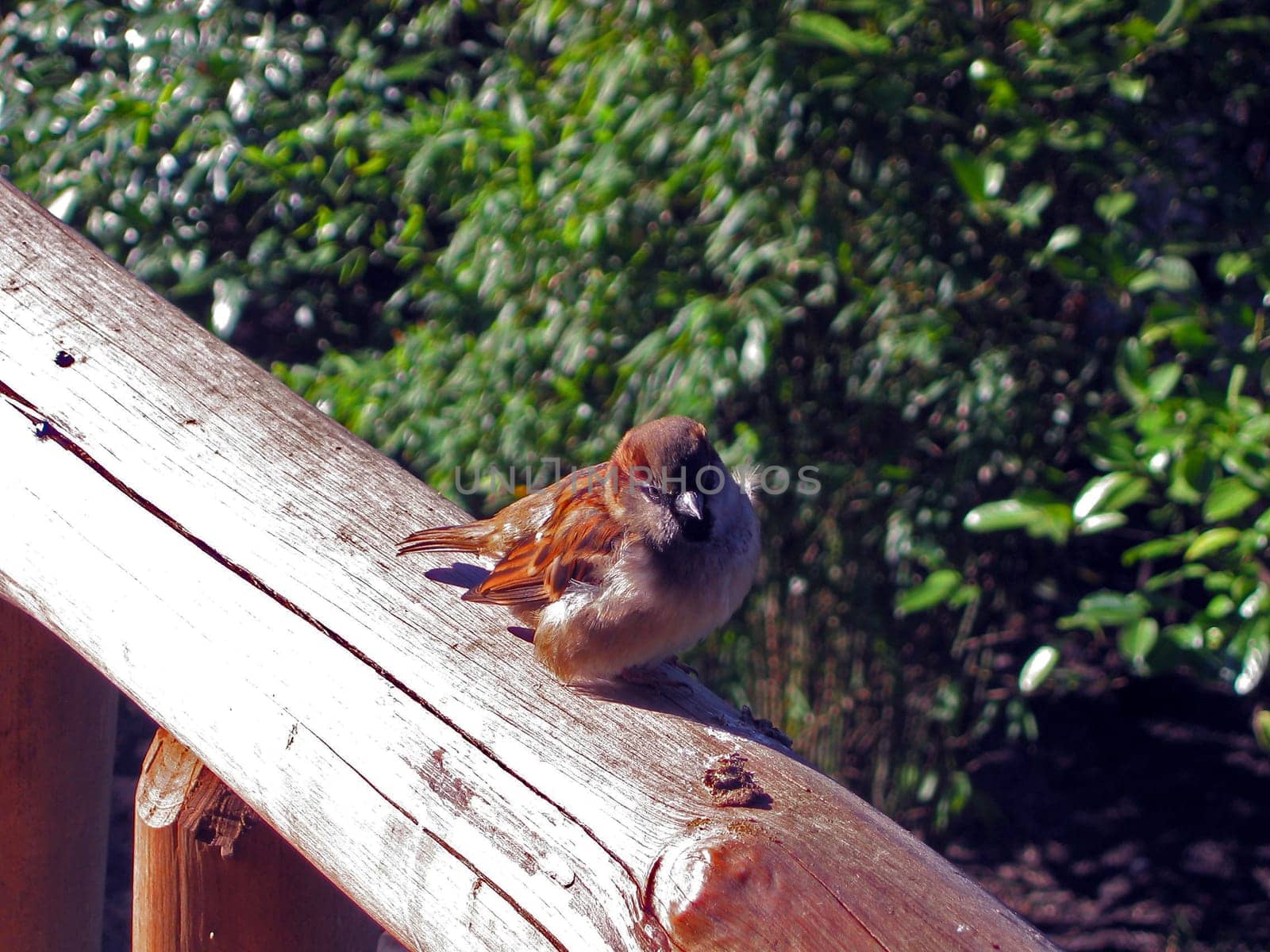 Sparrow
