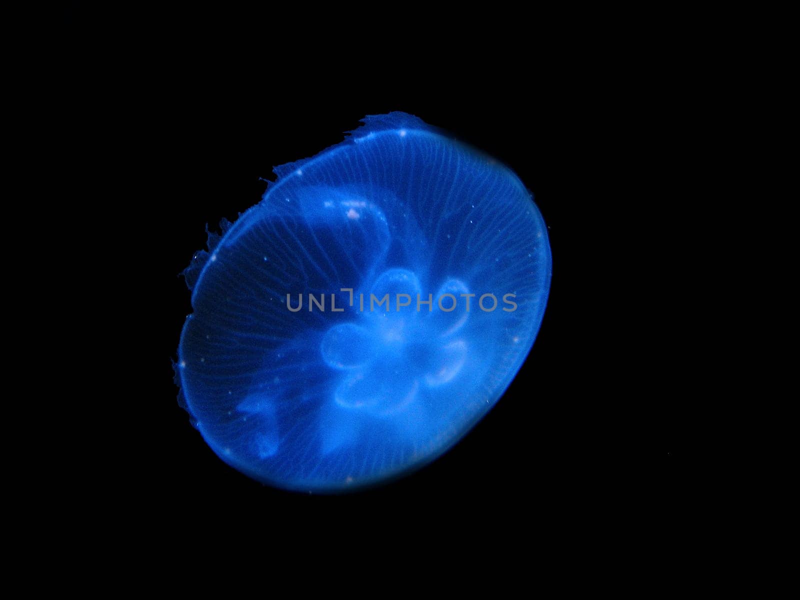 Aurelia aurita