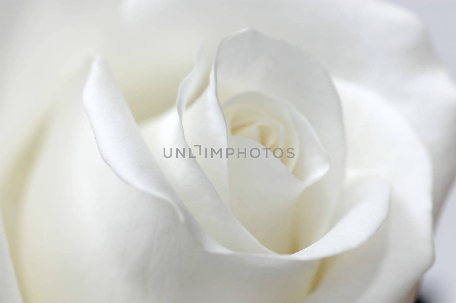 white rose