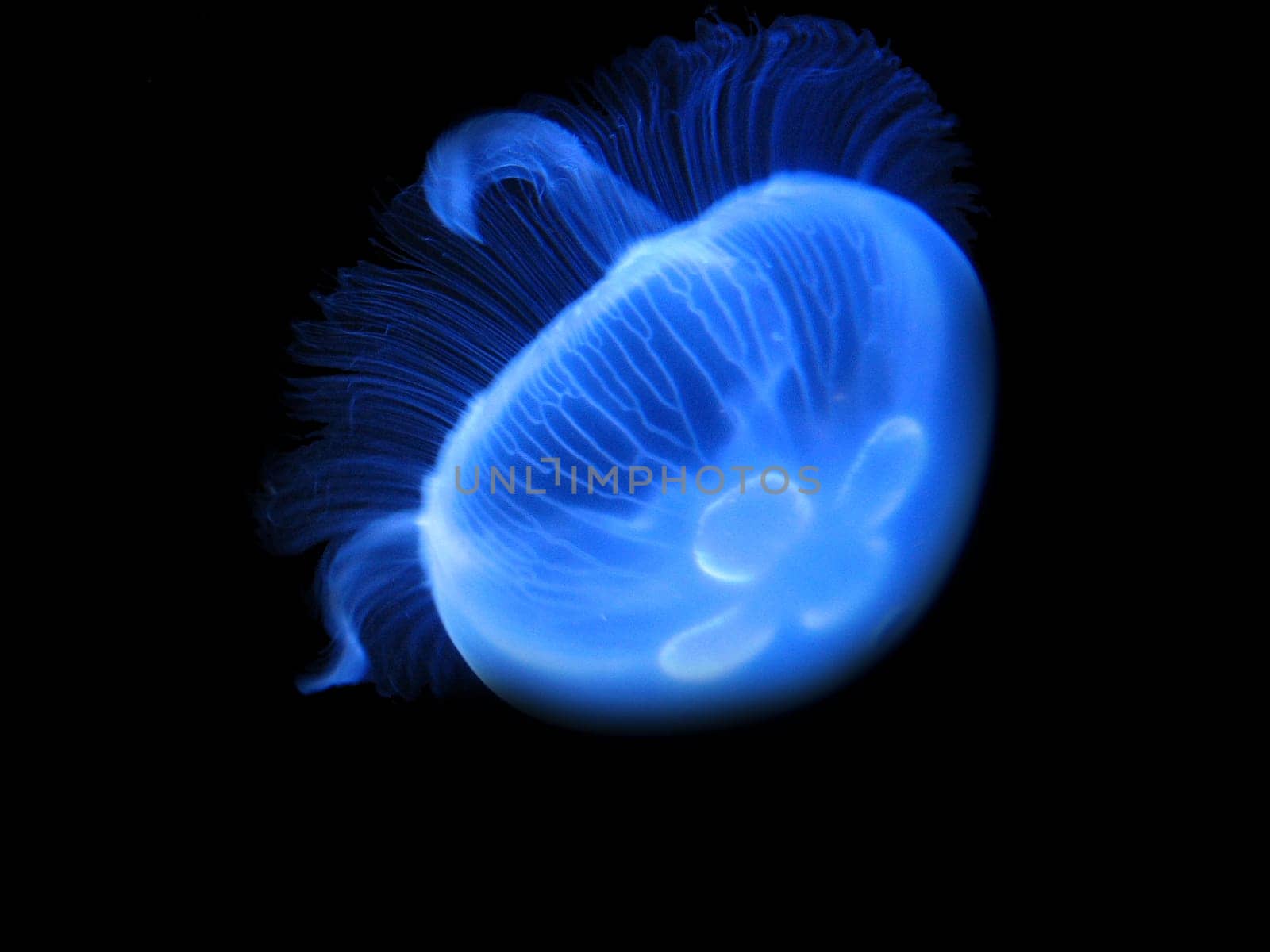 A new recording for my jellyfish series. :-) Aurelia aurita (ear jellyfish). This jellyfish is quite common and can be found in the North Sea,among other places. It is harmless to humans,as it only weakly nettles.