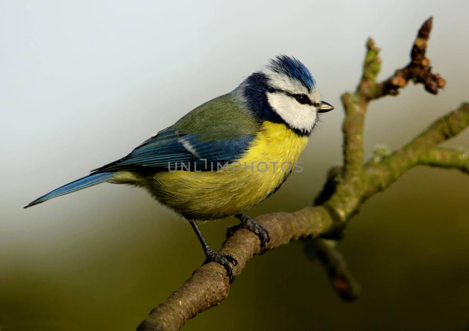 Freshly bathed in the rain barrel in the lower plumage you can still see the wetness in the feathers