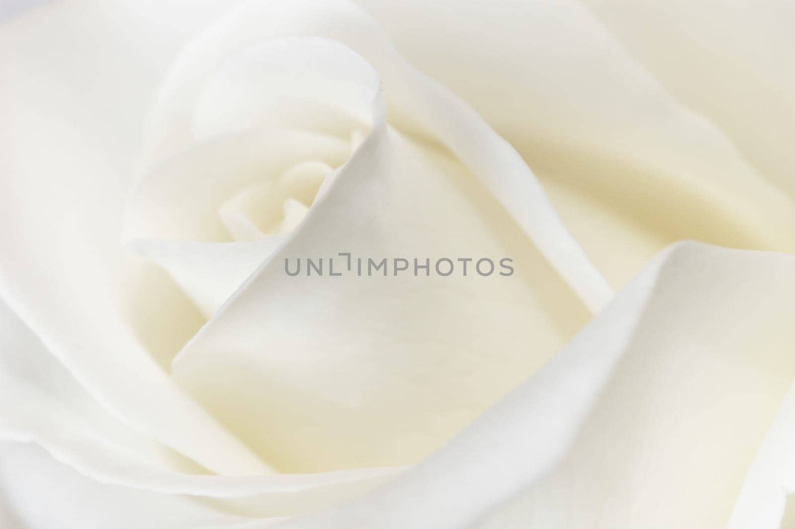 White Rose