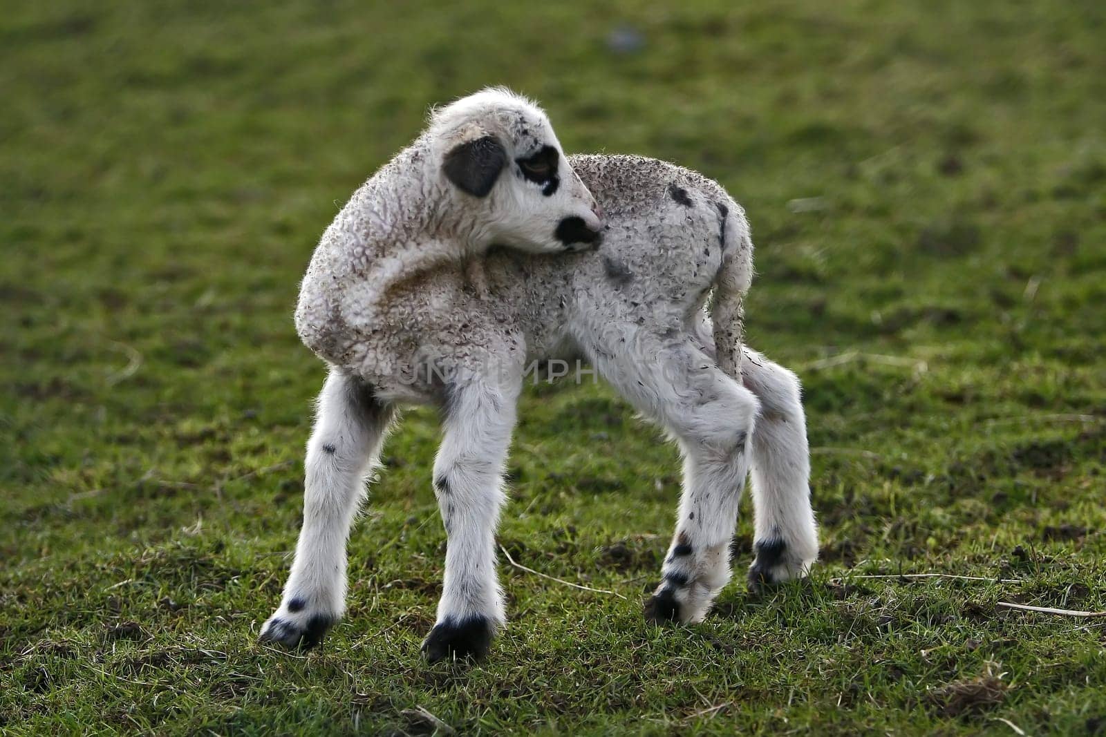 Unfortunately,the twin was not lucky enough to get both together in front of the lens