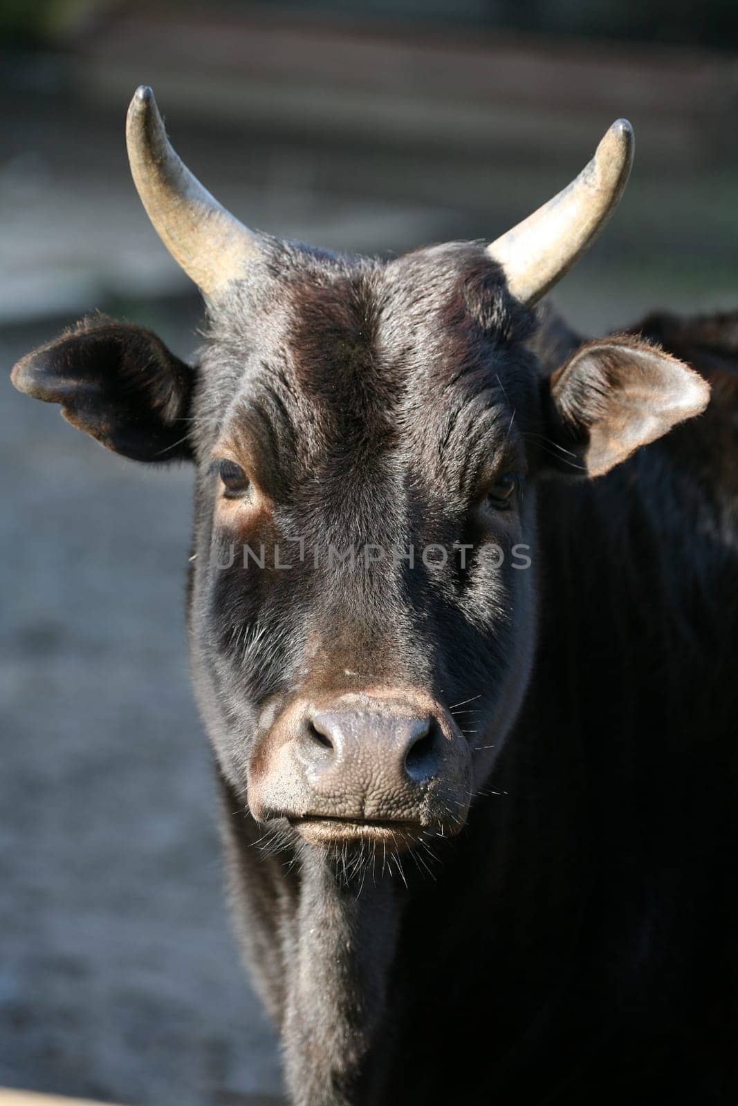 Zebu