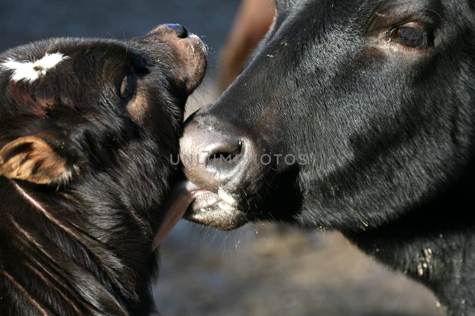 Motherly love
