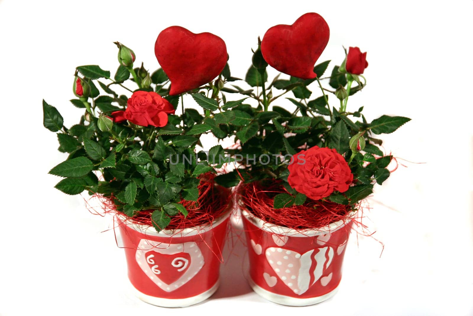 two hearts