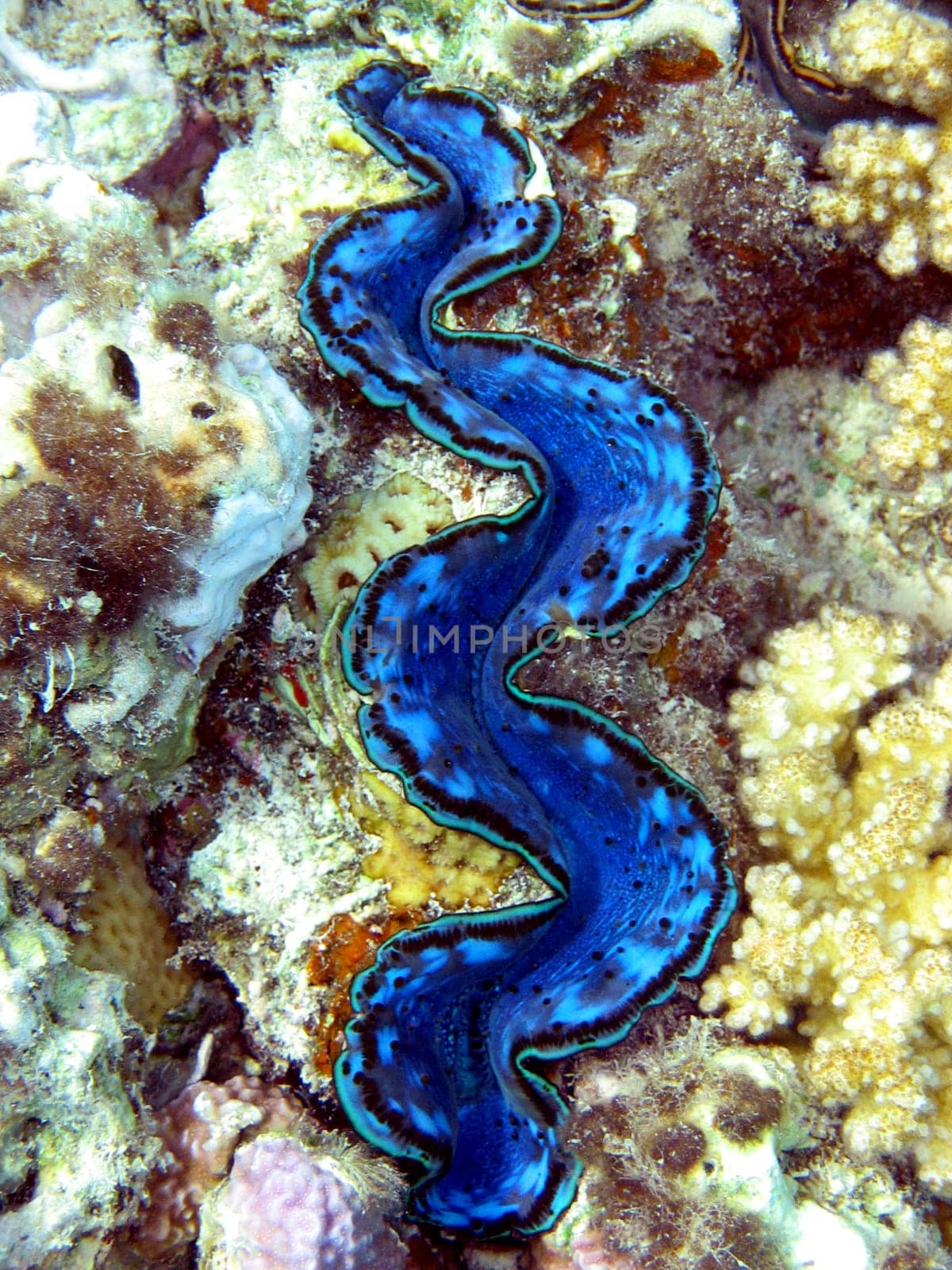 Tridacna