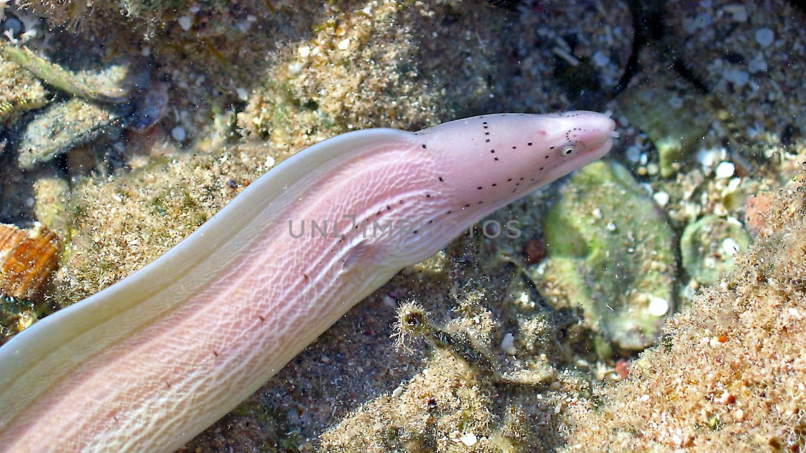Gray moray eel