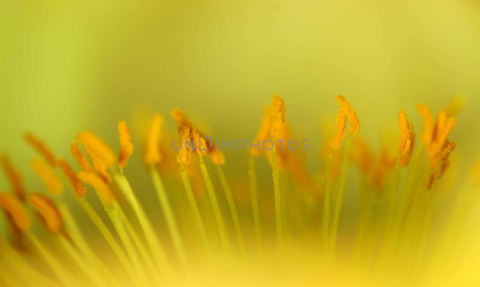 Poppy detail