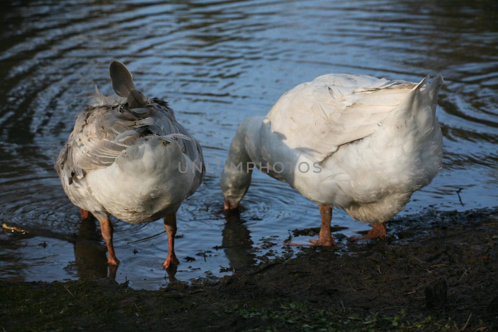 Drinking geese