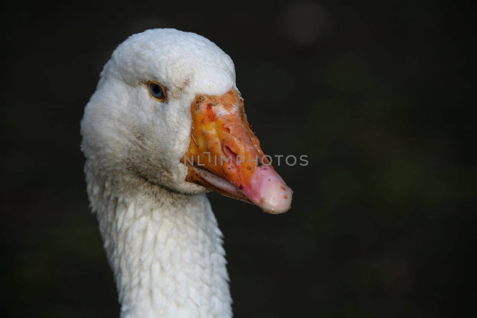 Portrait of a large white bird