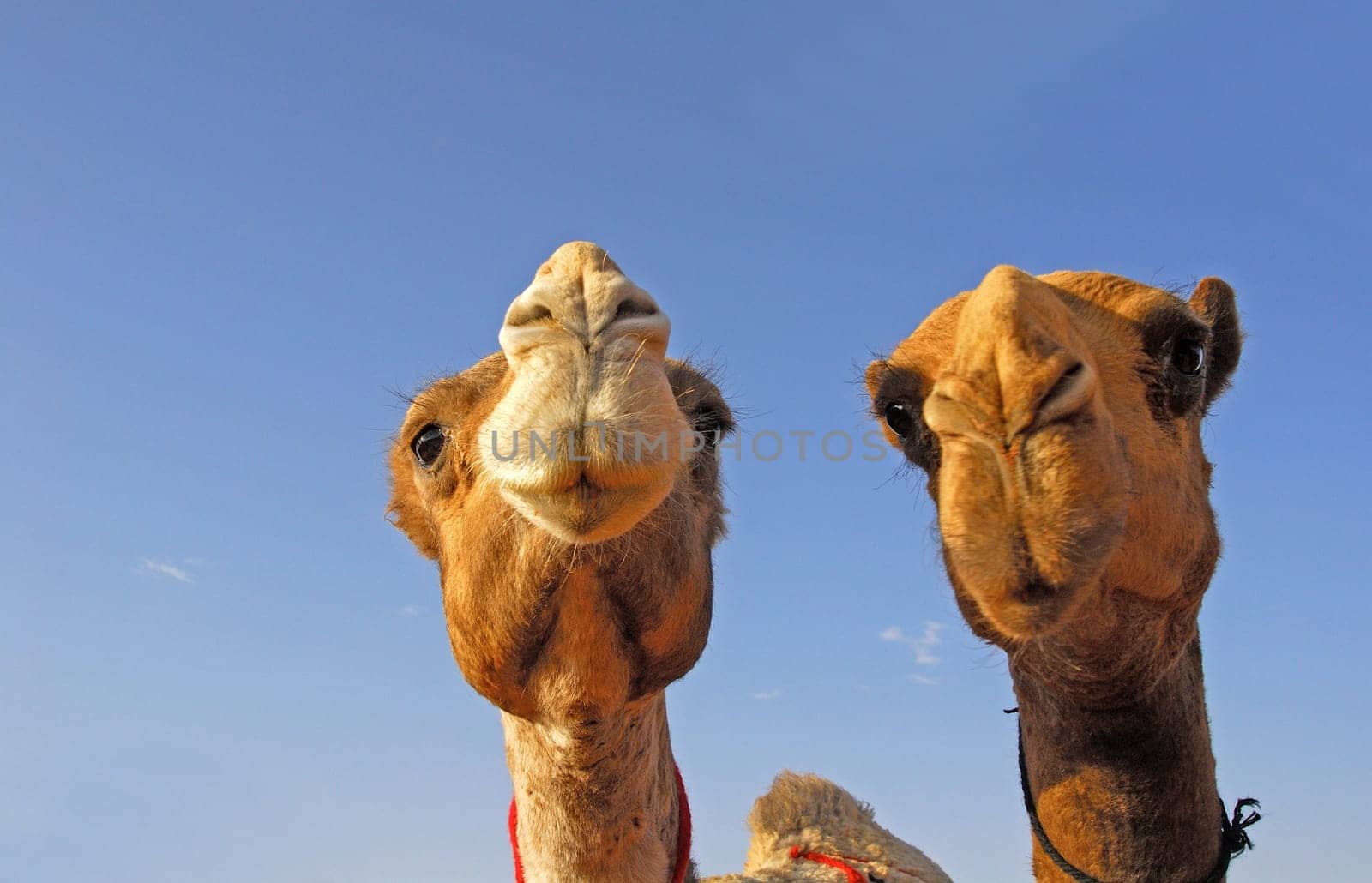 At the camel market in Tanath,Saudi Arabia. Probably one of the most expensive animals - successful racing camels change hands for up to 3 million euros!!